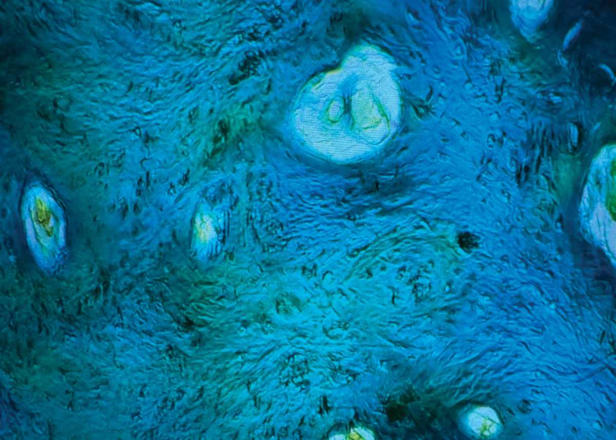 Le Bleu Perdu
